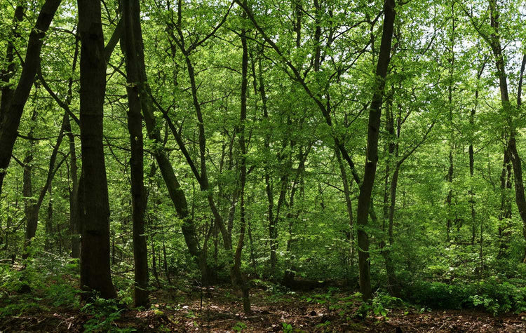 Dichter grüner Wald mit Sonnenlicht, das durch die Blätter dringt.